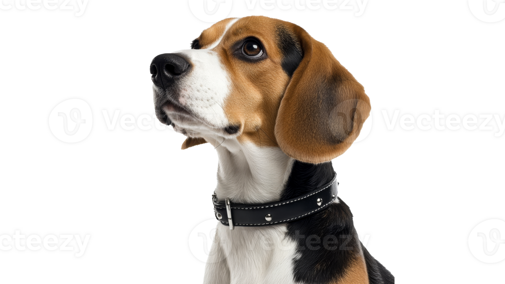 Beagle looking up with curious expression png