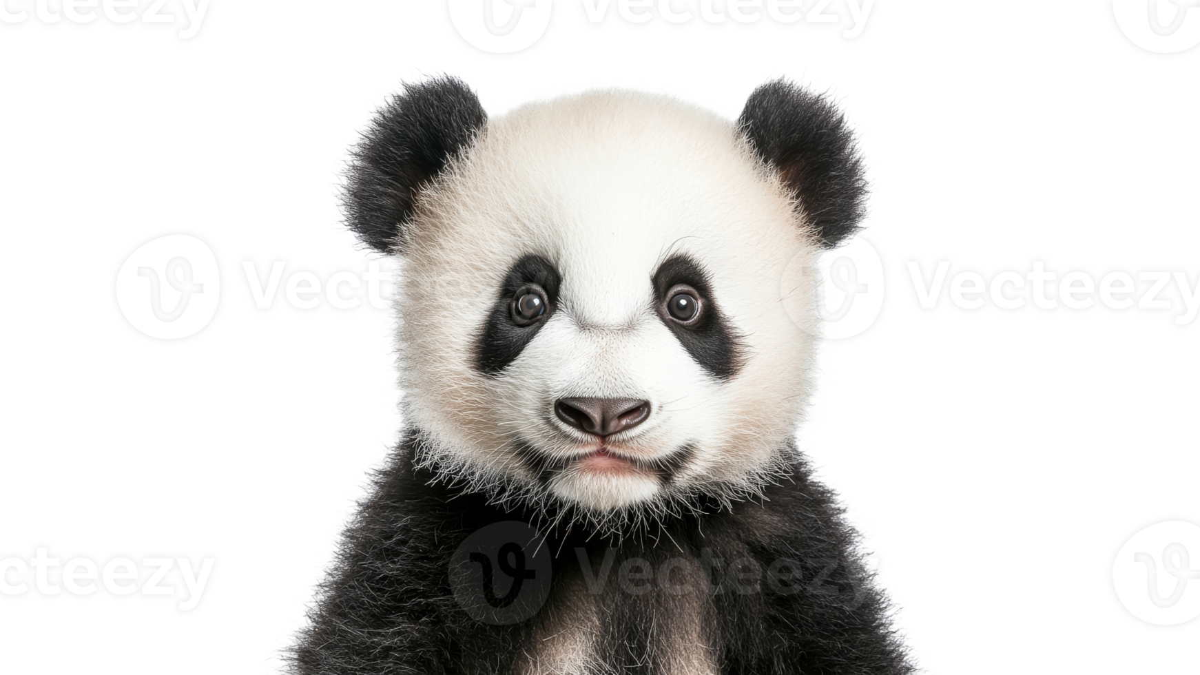 Cute panda cub looking directly at the viewer png