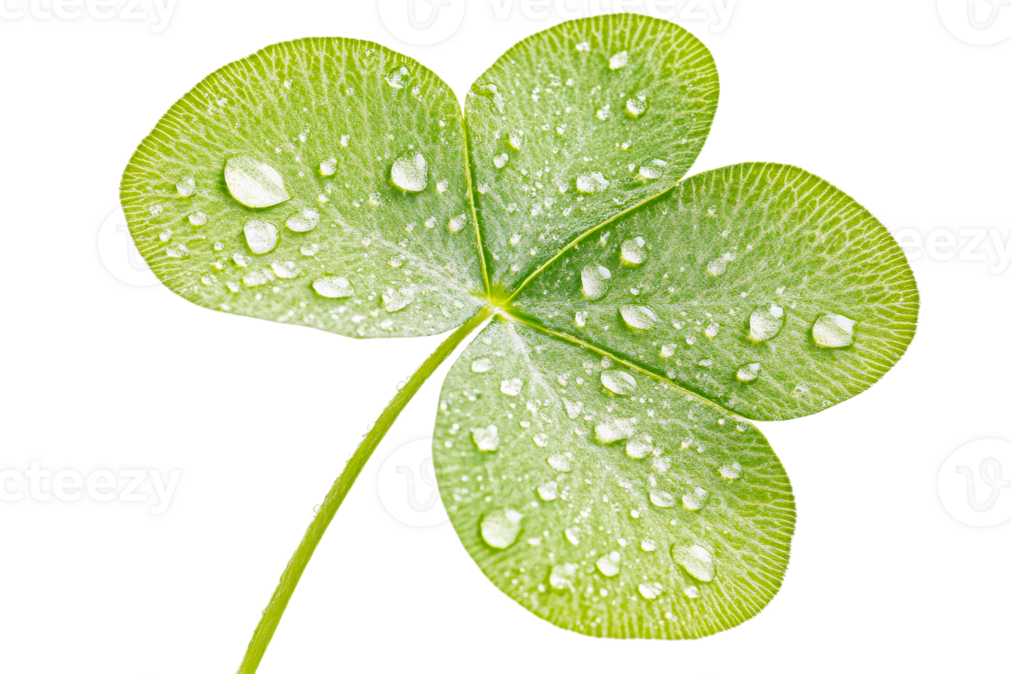 Close up view of a dewdrop covered clover leaf png