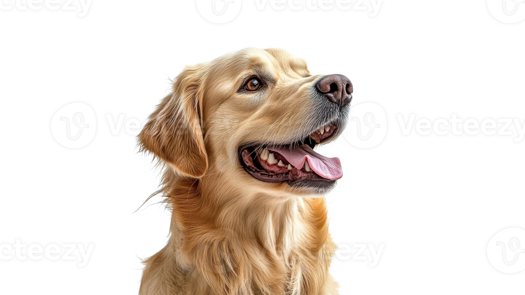 Golden retriever with a happy expression png
