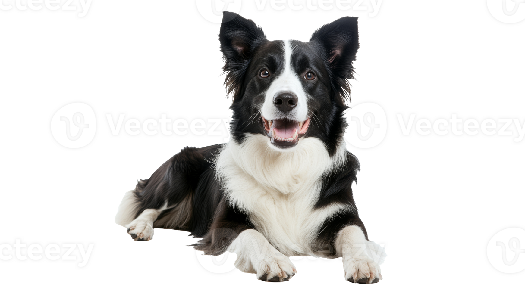 Playful border collie relaxing on a white surface png