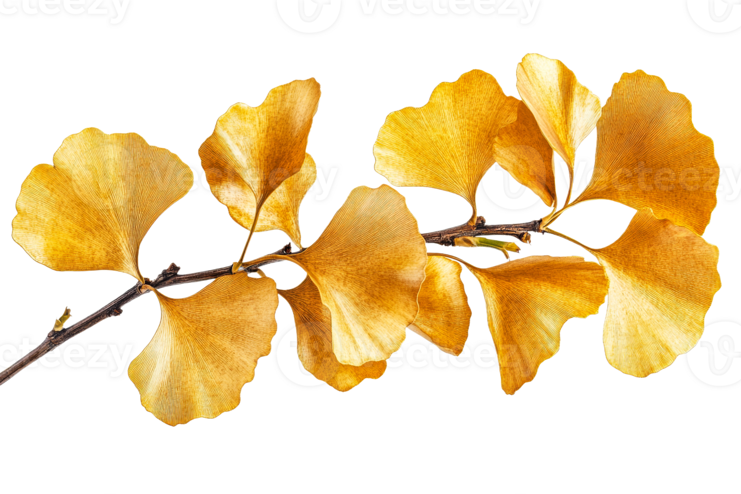 Golden ginkgo leaves in autumn png