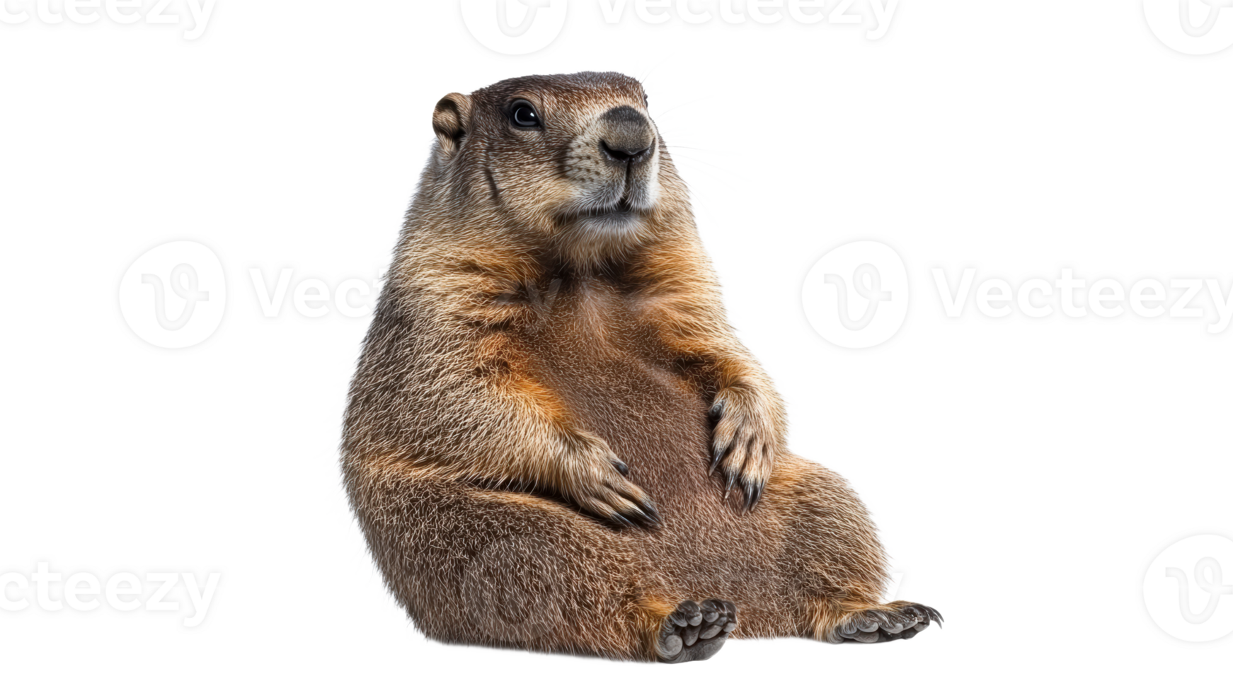 Groundhog perched in white space png