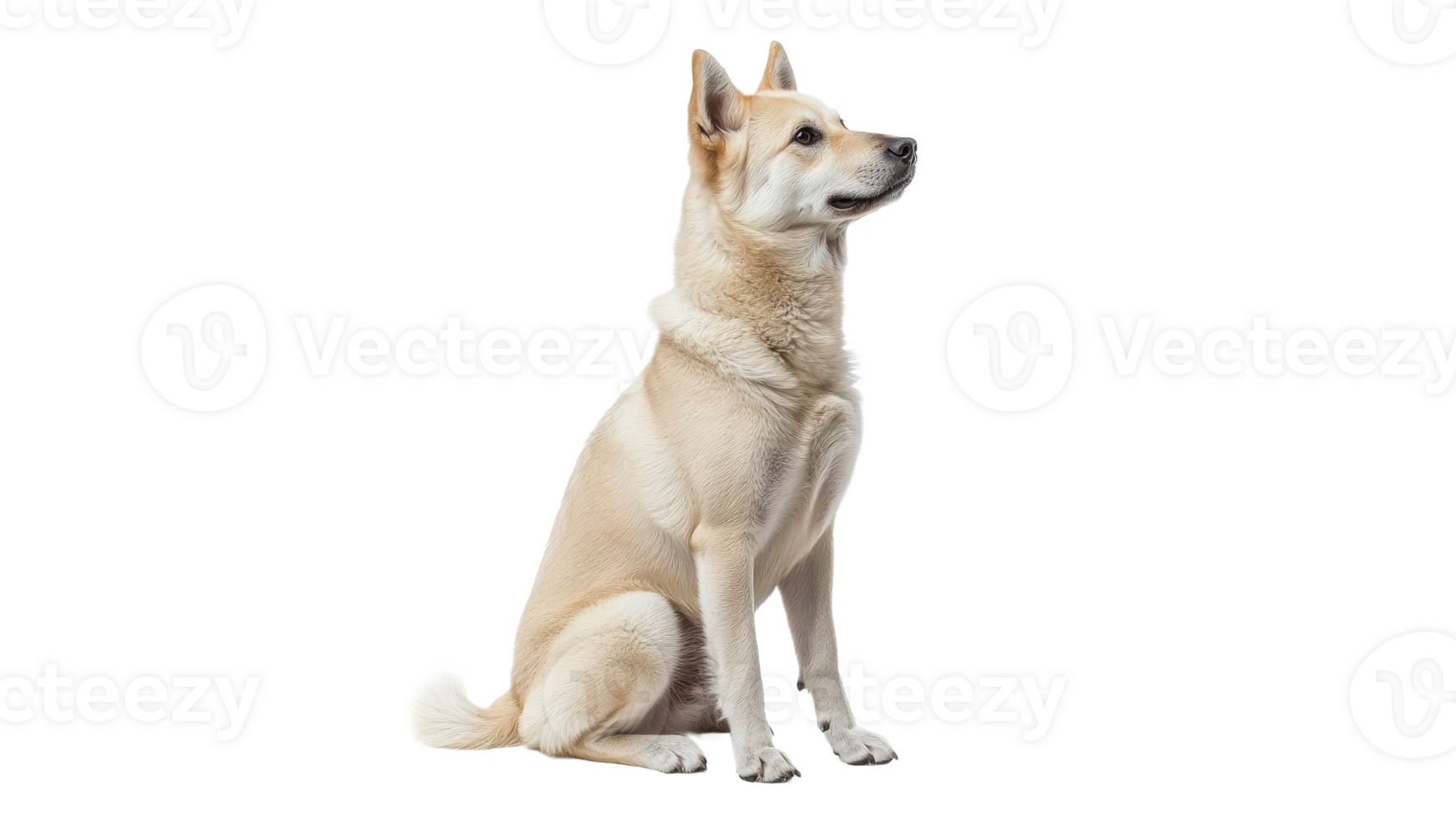 Dog sitting calmly and looking to the side png