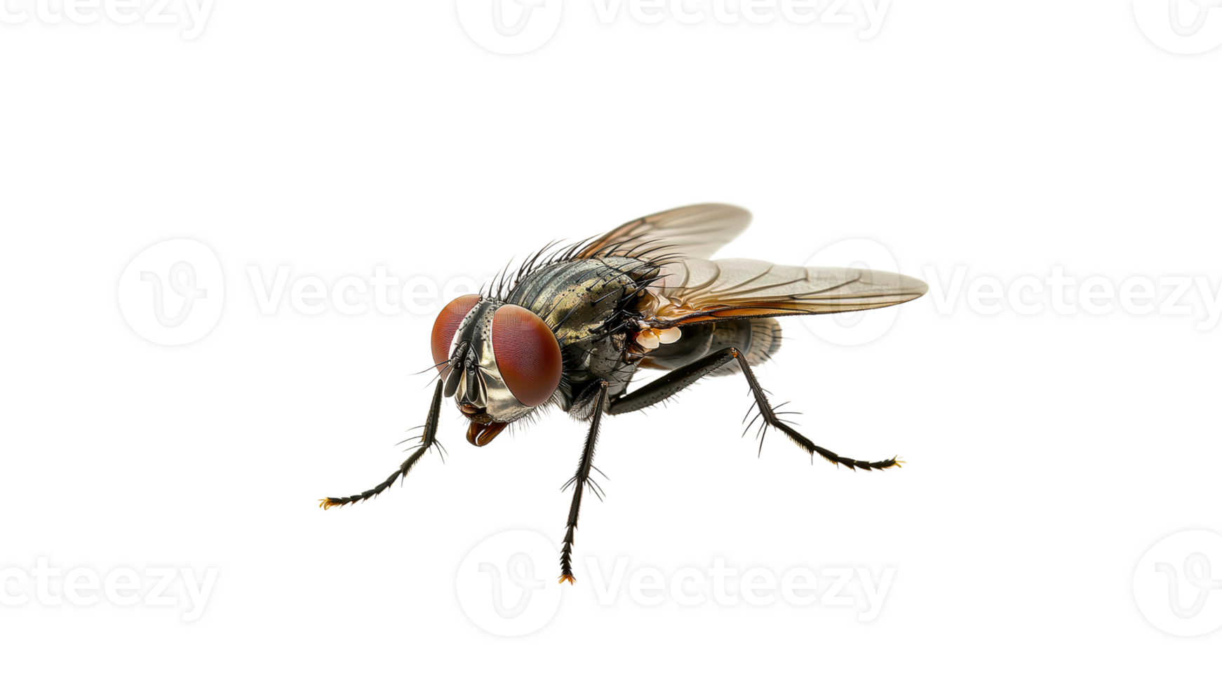 Close up of a fly with detailed features captured png