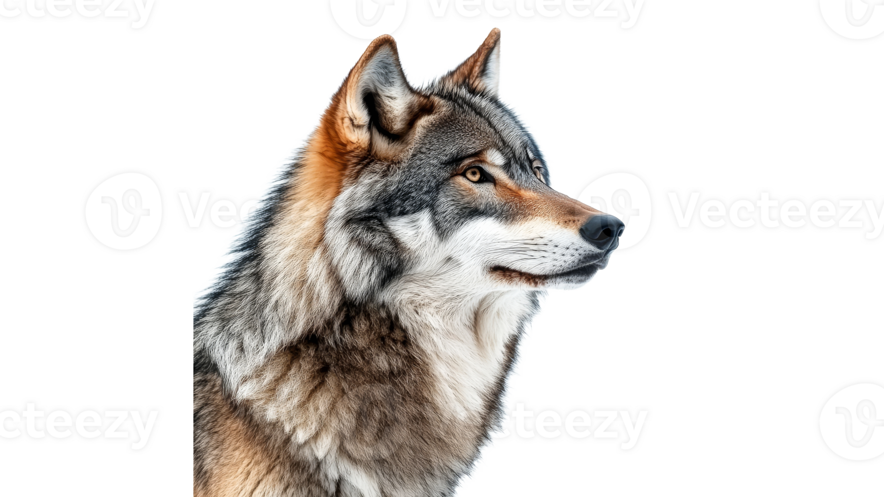 Majestic wolf displaying keen gaze in profile view png