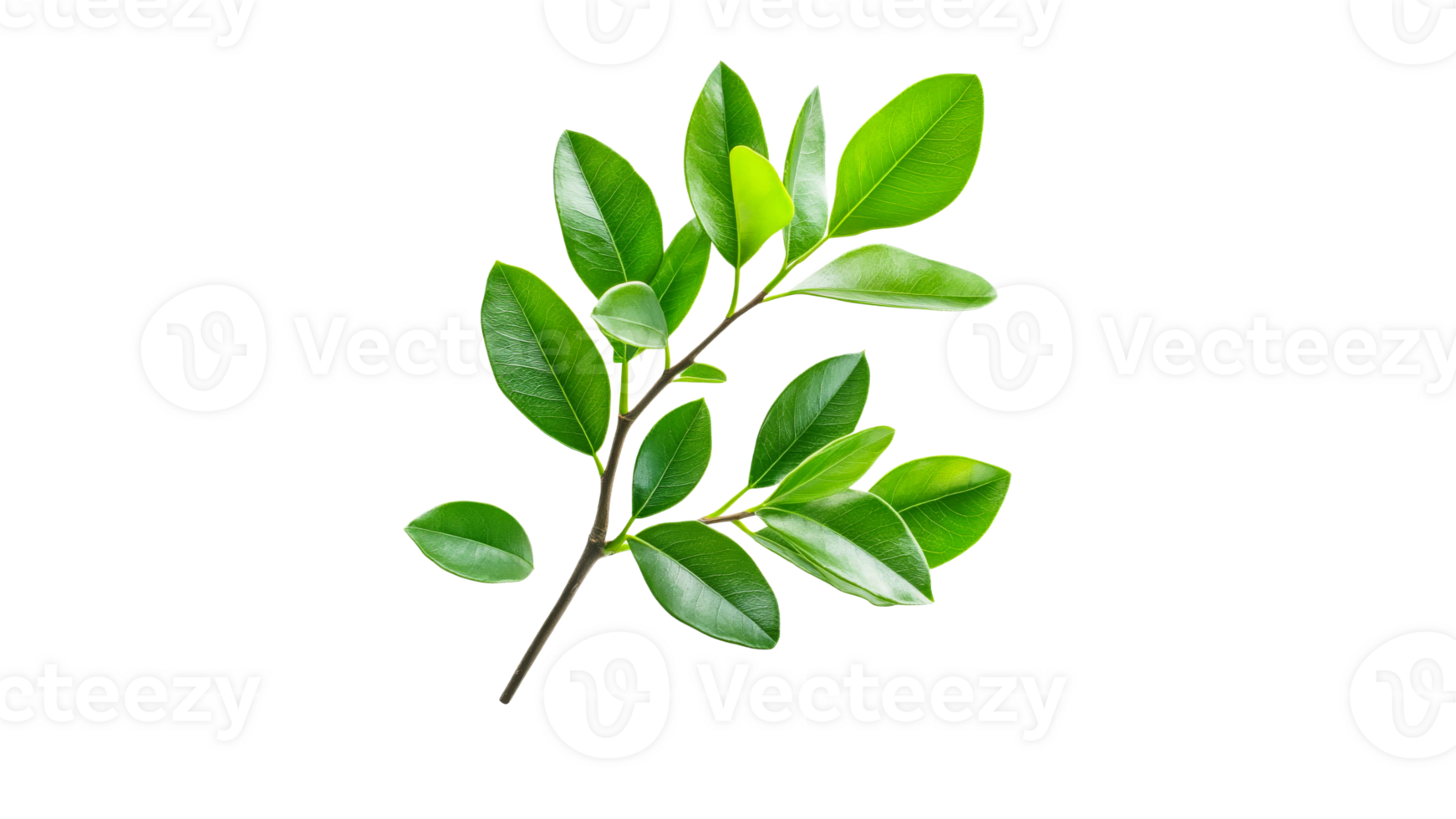 Green leaves from a healthy plant branch png