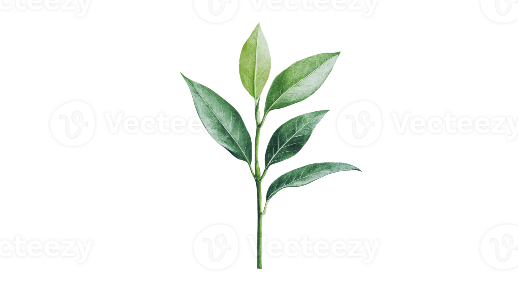 Green leaves on a branch, transparent backdrop png