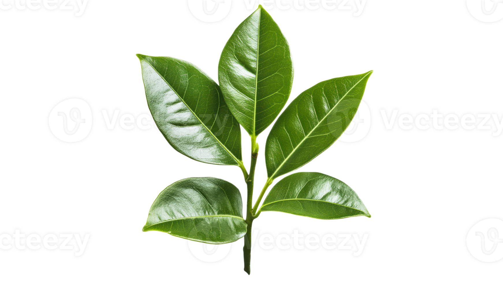 Bright light on green leaves, single stem png