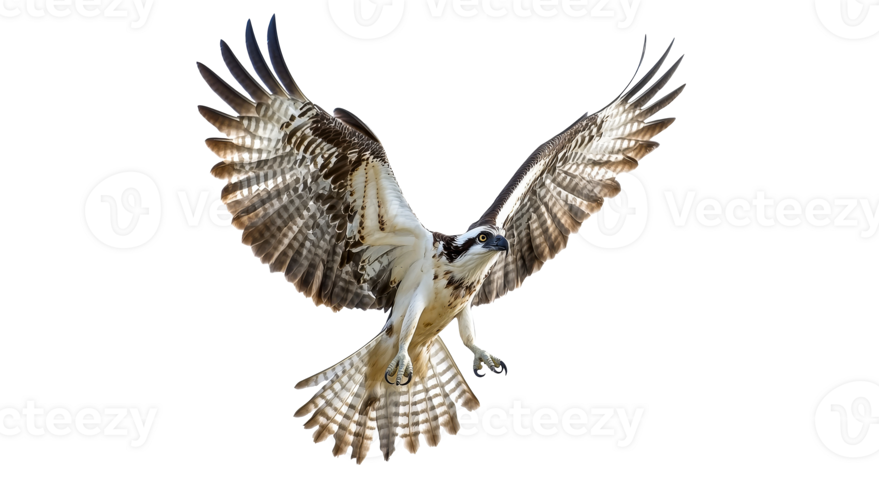 Osprey in flight over white background png