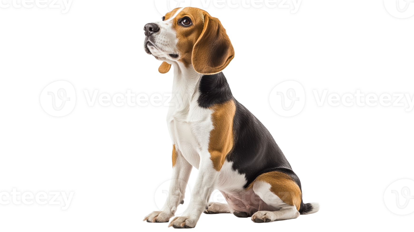 Beagle sitting patiently with curious expression png