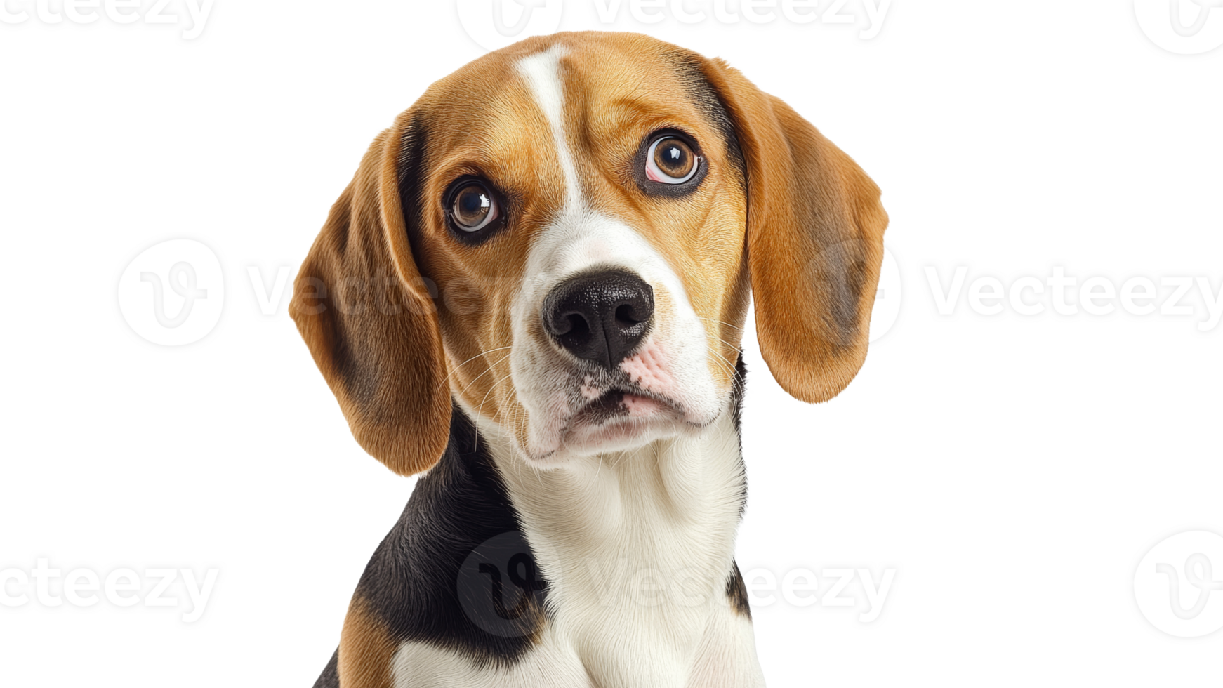 Beagle with expressive eyes and friendly demeanor png