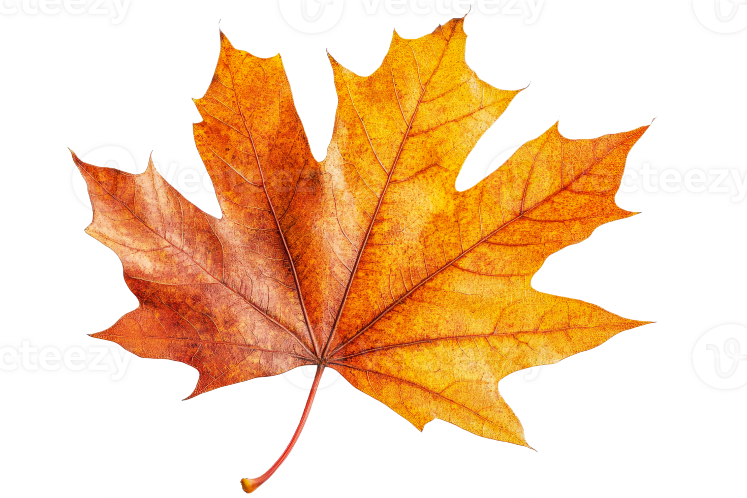 Autumn leaf showcasing vibrant orange hues png