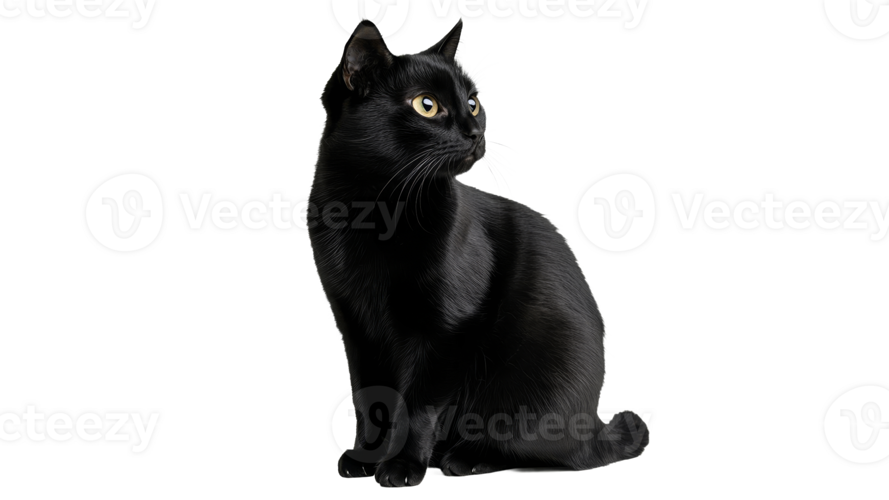 Black cat sitting gracefully with alert expression png