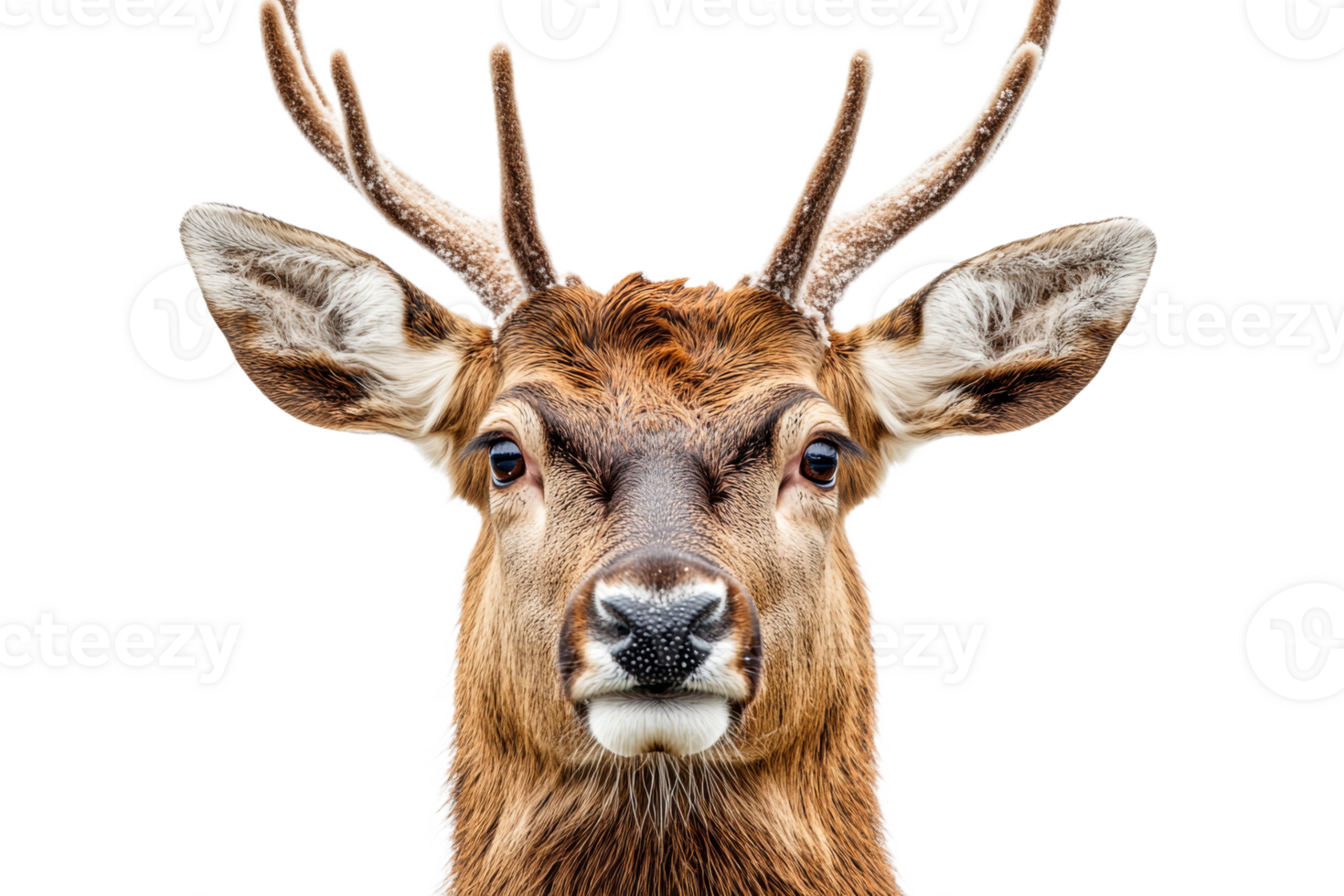 Stunning portrait of a deer with antlers png