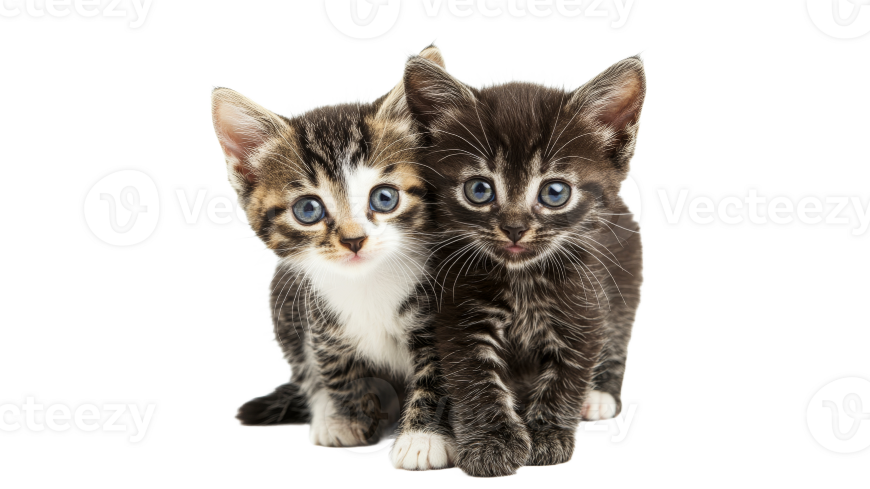 Kittens playing together in bright light png