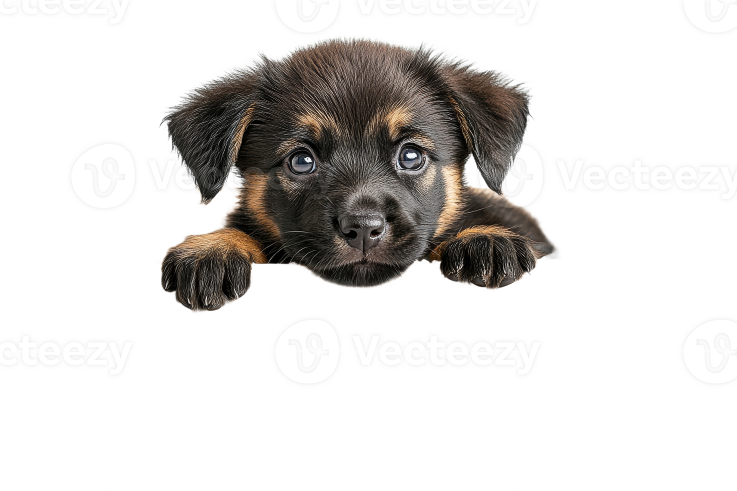 Cute puppy looking curiously over a surface png