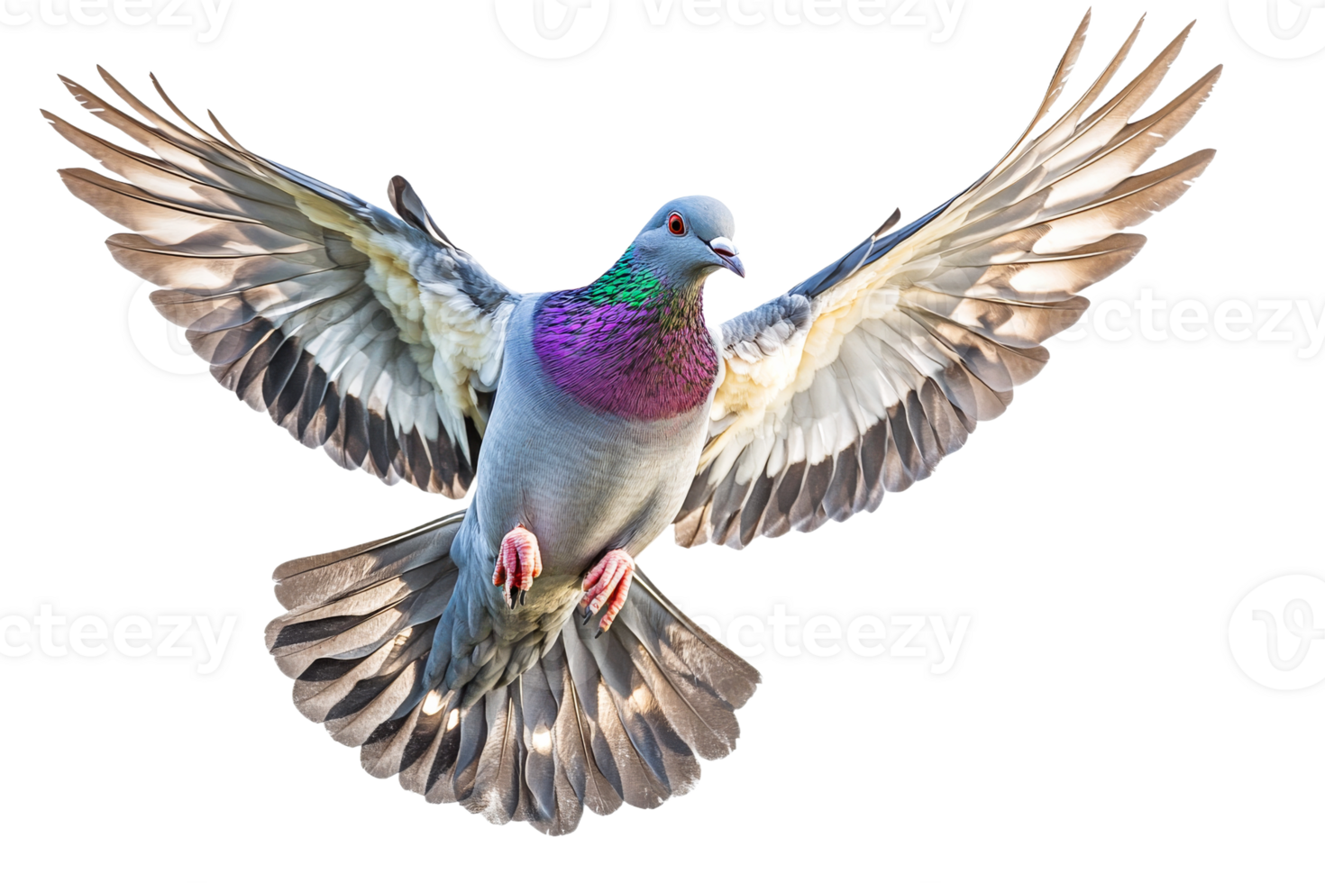 Vibrant pigeon soaring against a white backdrop png