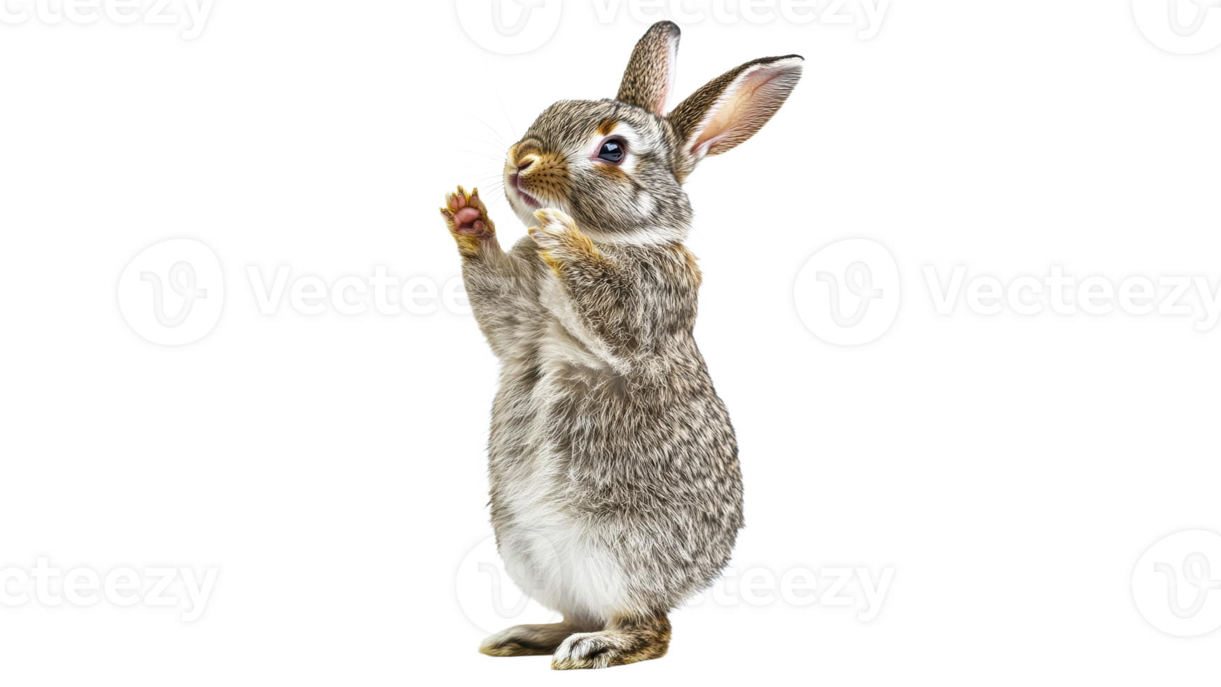 Curious rabbit gazes at viewer png