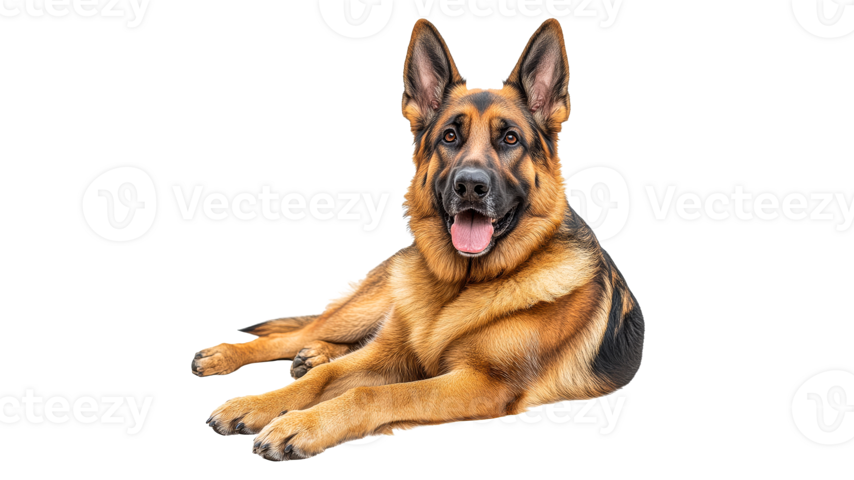German shepherd relaxing on a white background png
