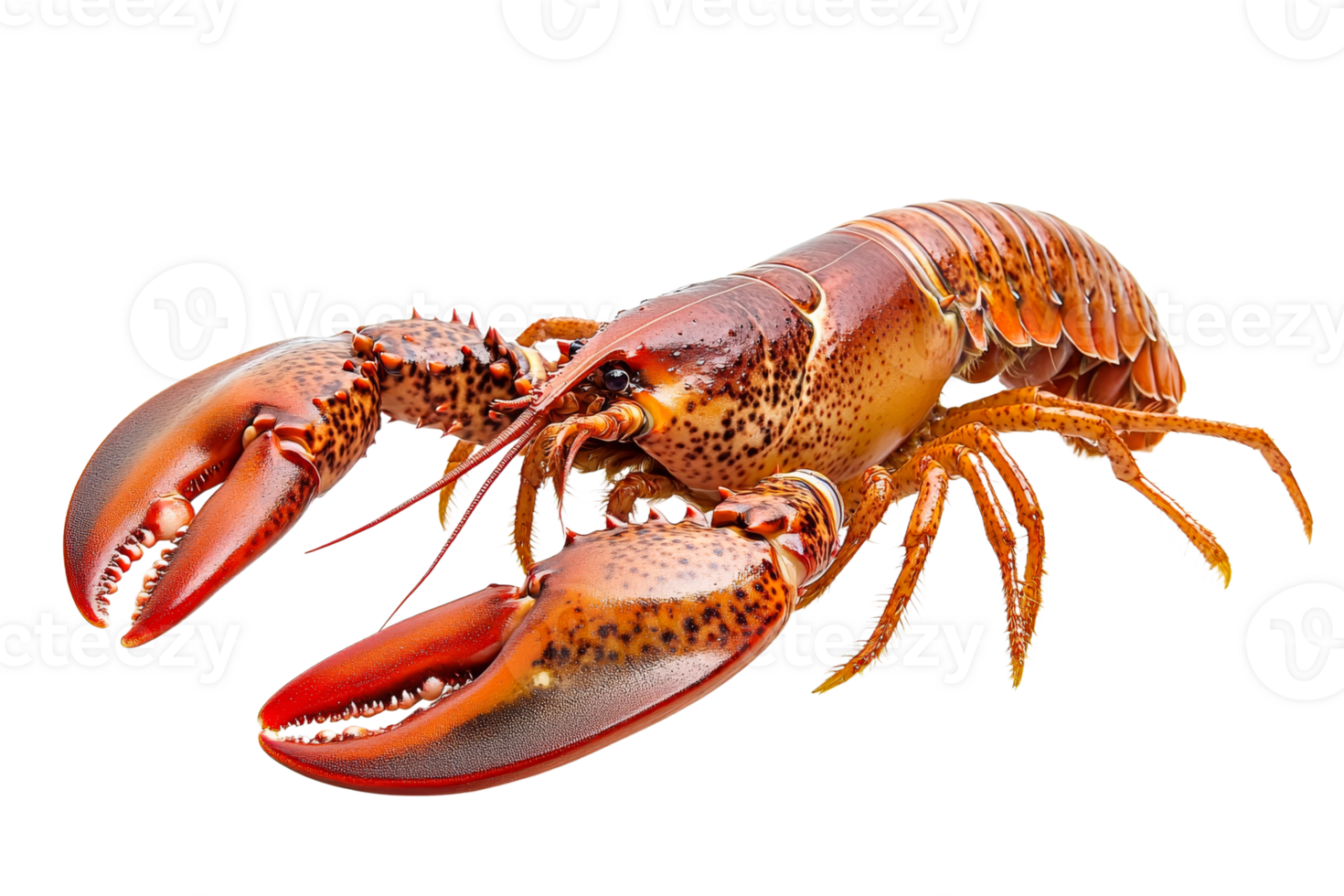 Colorful lobsters with big claws on display png