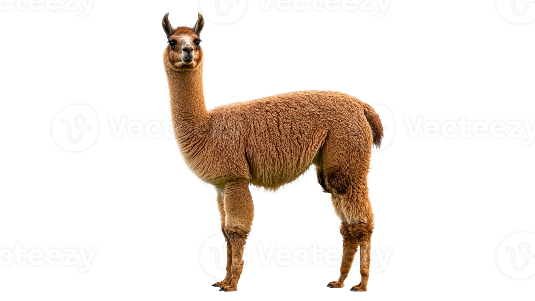 Unique standing llama in natural pose at farm png
