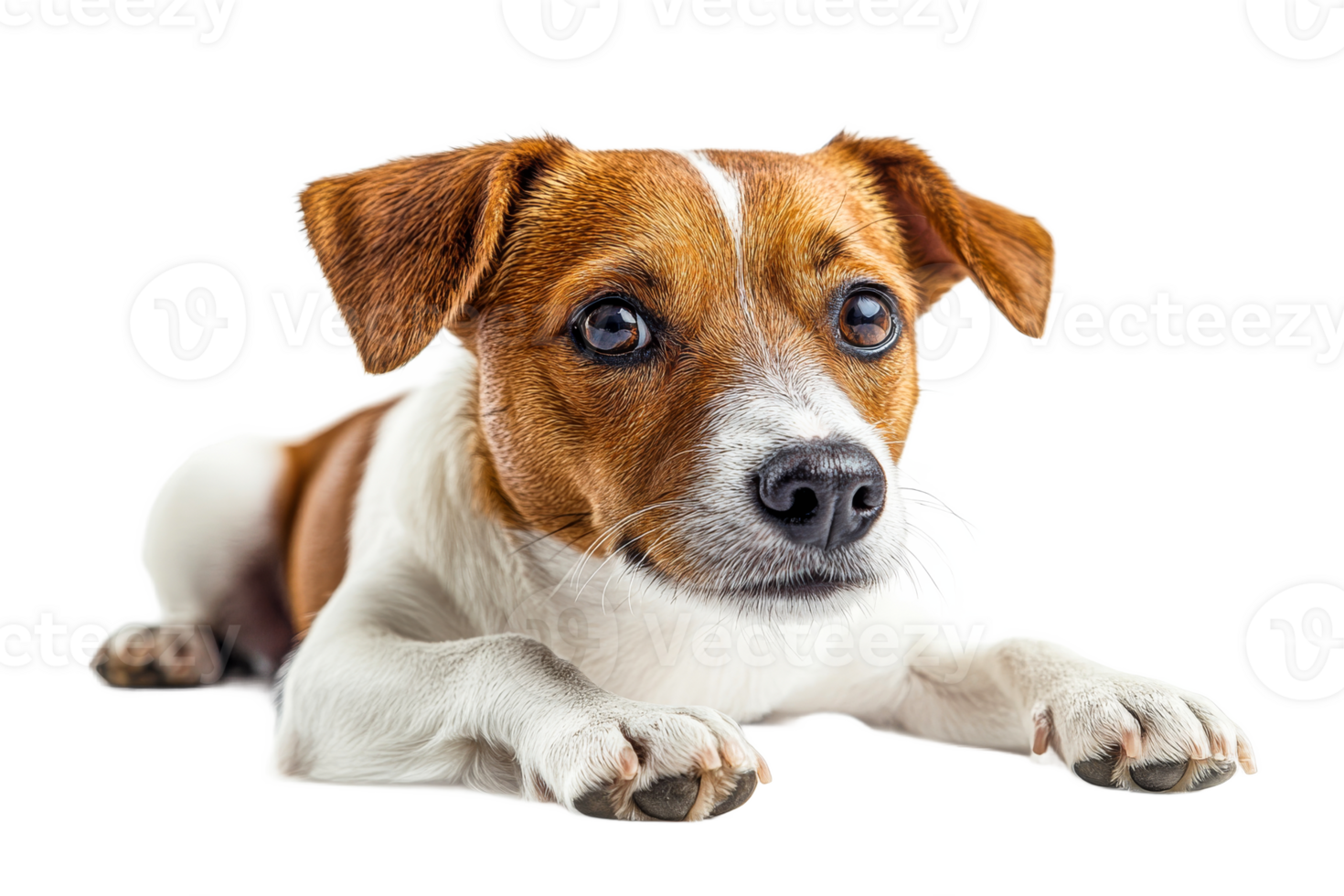 Adorable dog resting on a bright background png