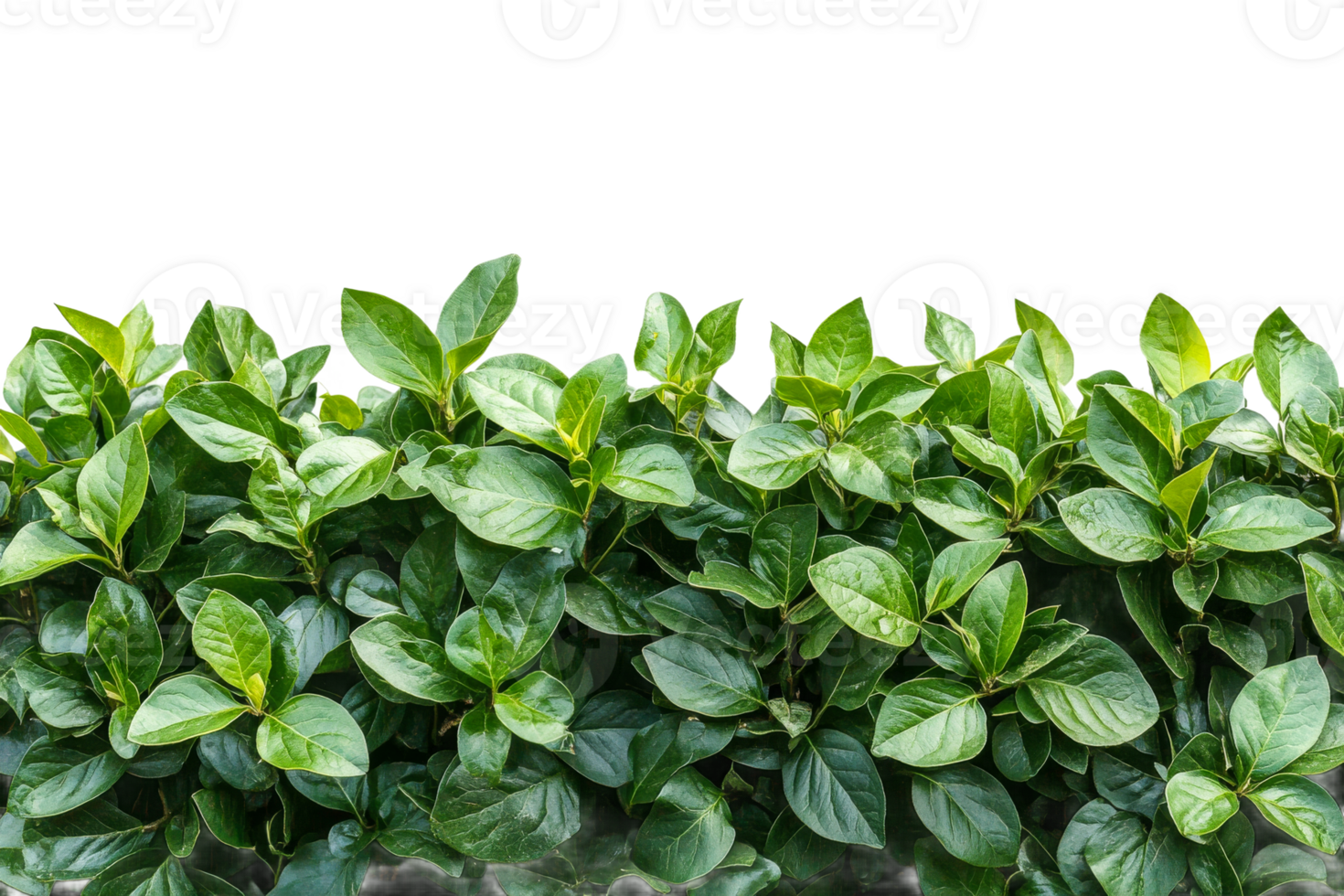 Lush leaves create a vibrant garden hedge png