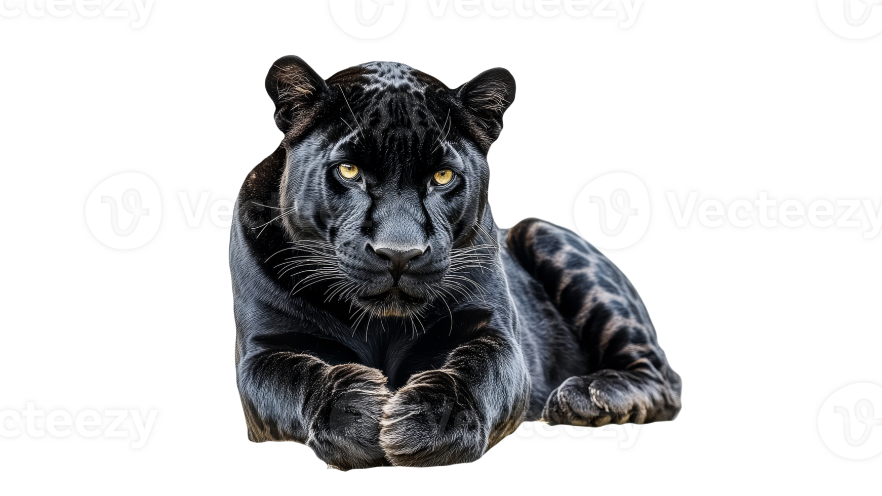 Black panther lounging and watching png