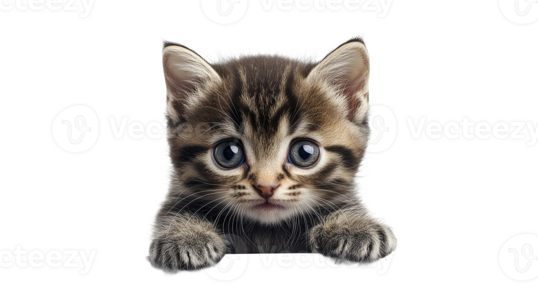 Little kitten with big blue eyes looking curiously png