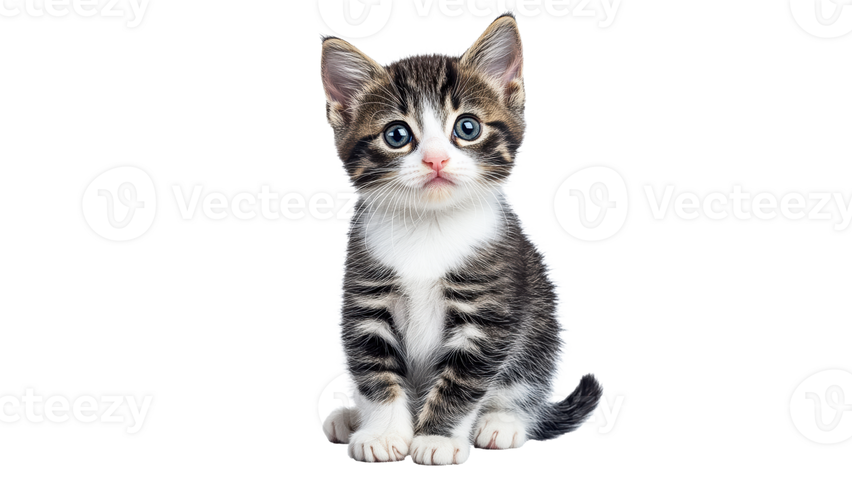 Cute kitten with blue eyes and striped fur posing png