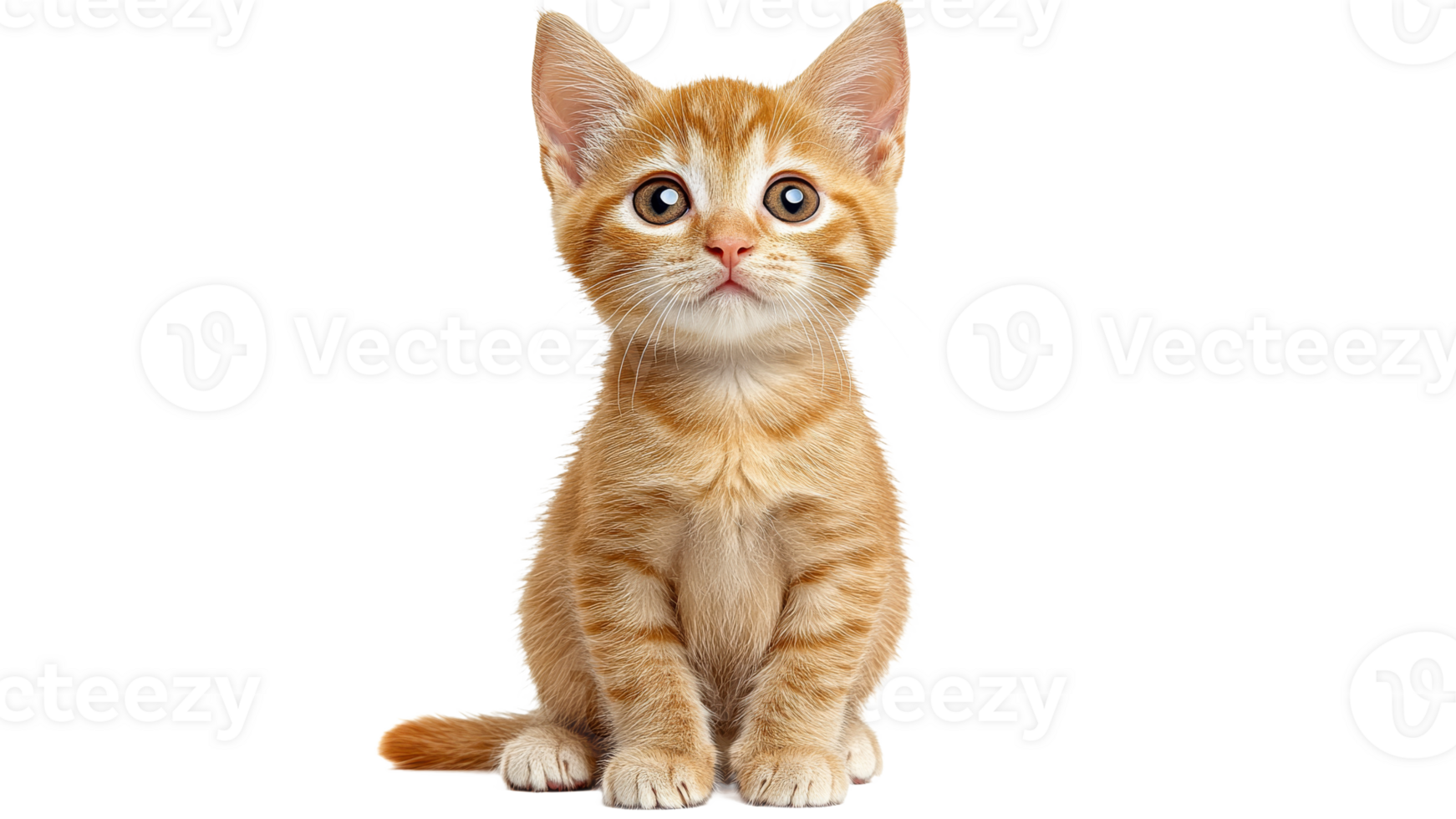 Curious orange kitten looking up with big eyes png