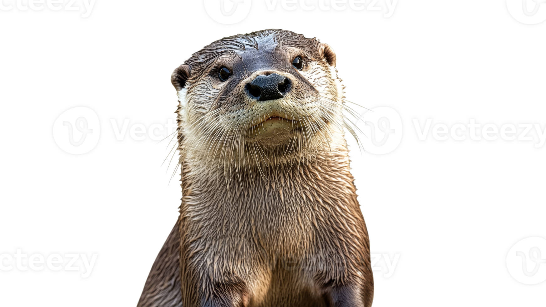 Playful otter interacting with the viewer outdoors png