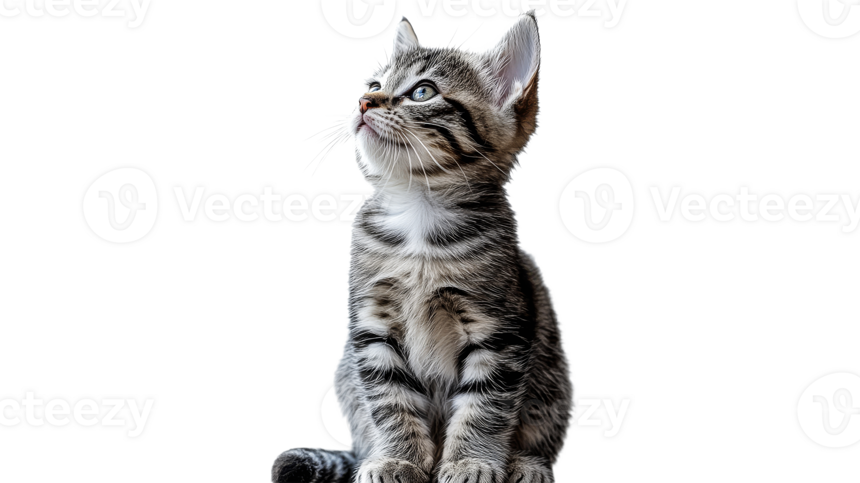 Cute kitten with bright blue eyes looks upward png