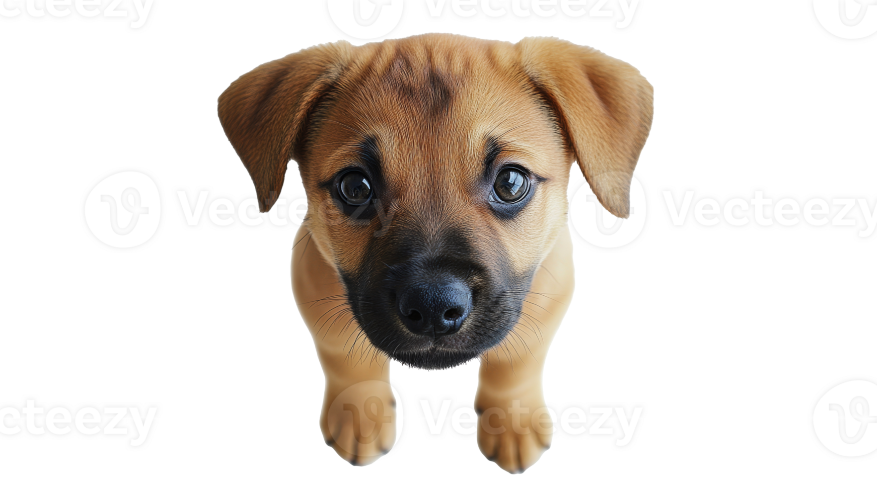 Cute puppy looking up with expressive eyes png