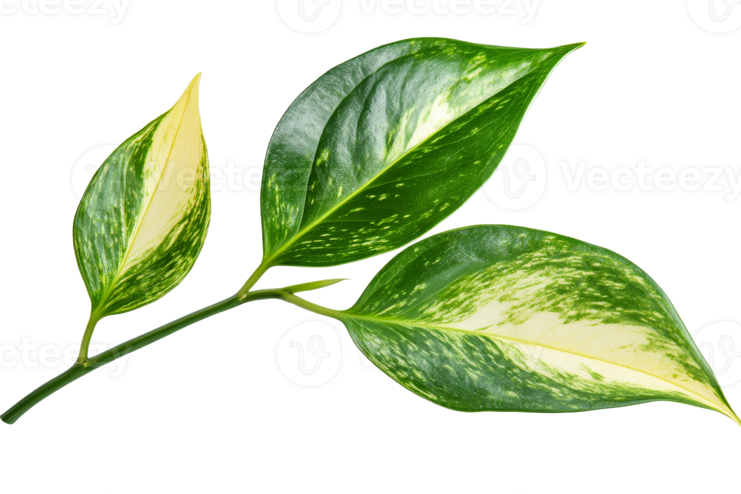Colorful indoor plant leaves png