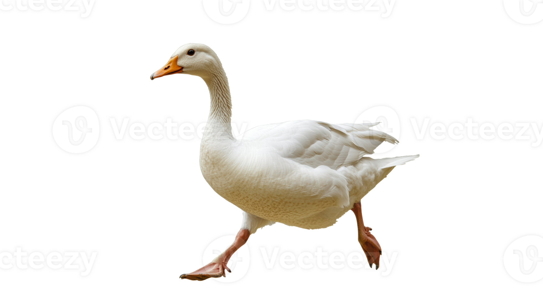 White goose walking on a white background png