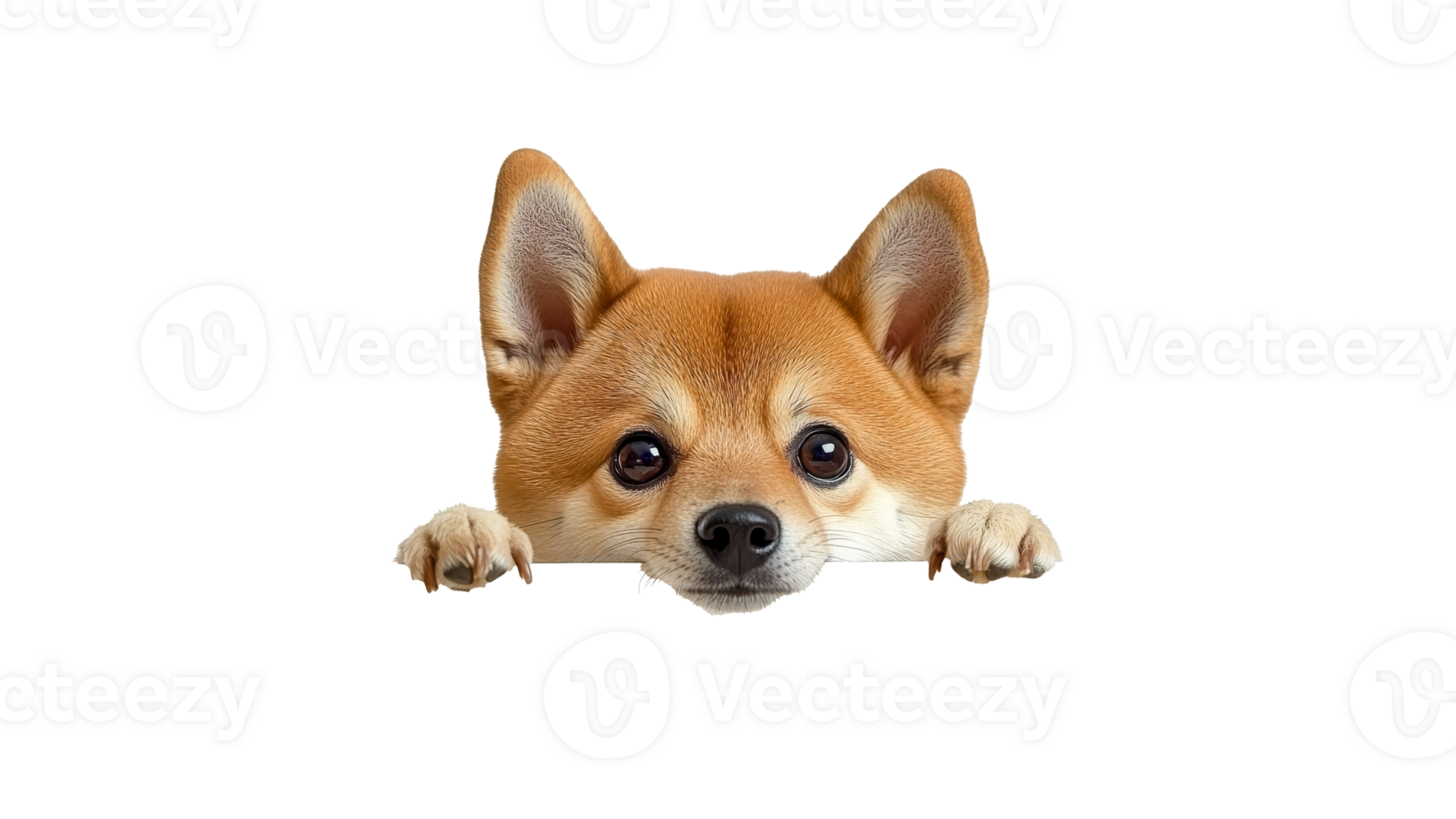 Cute dog peeking over a white surface png
