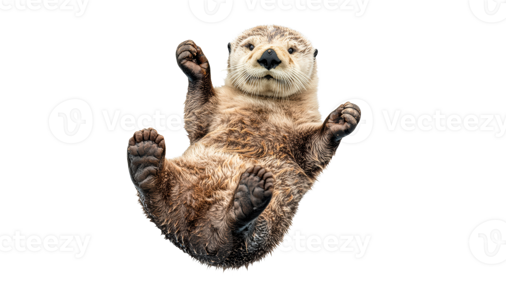 Playful otter floating on its back in water png