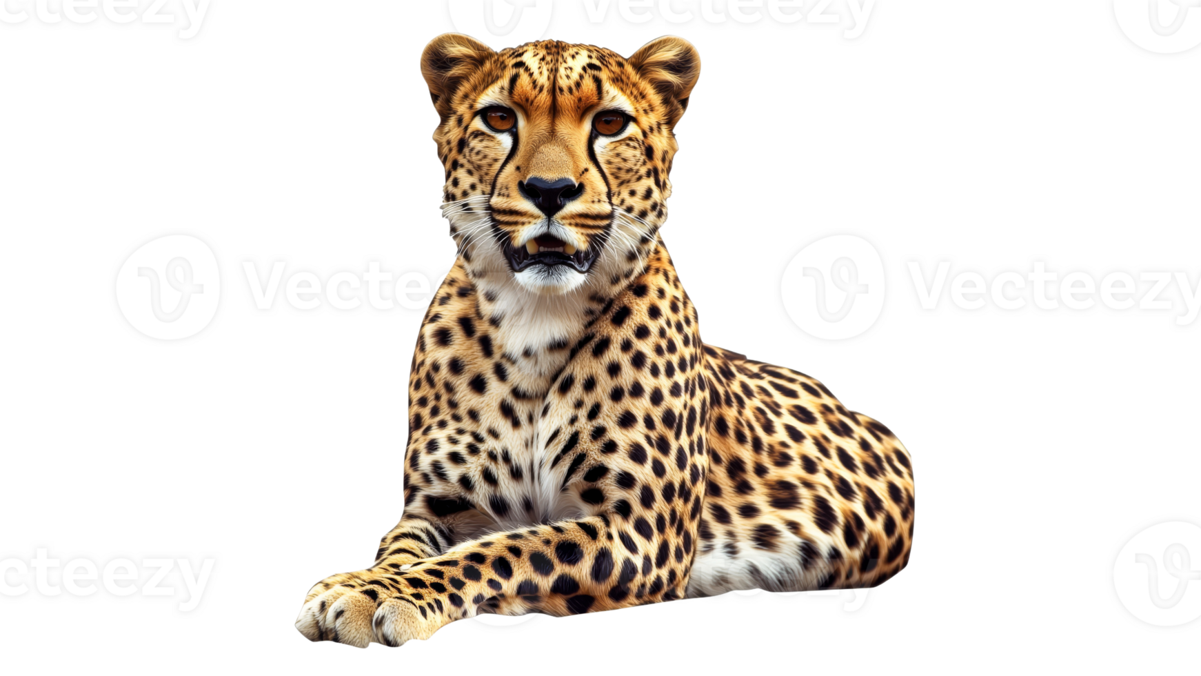 Cheetah resting gracefully in a calm pose png