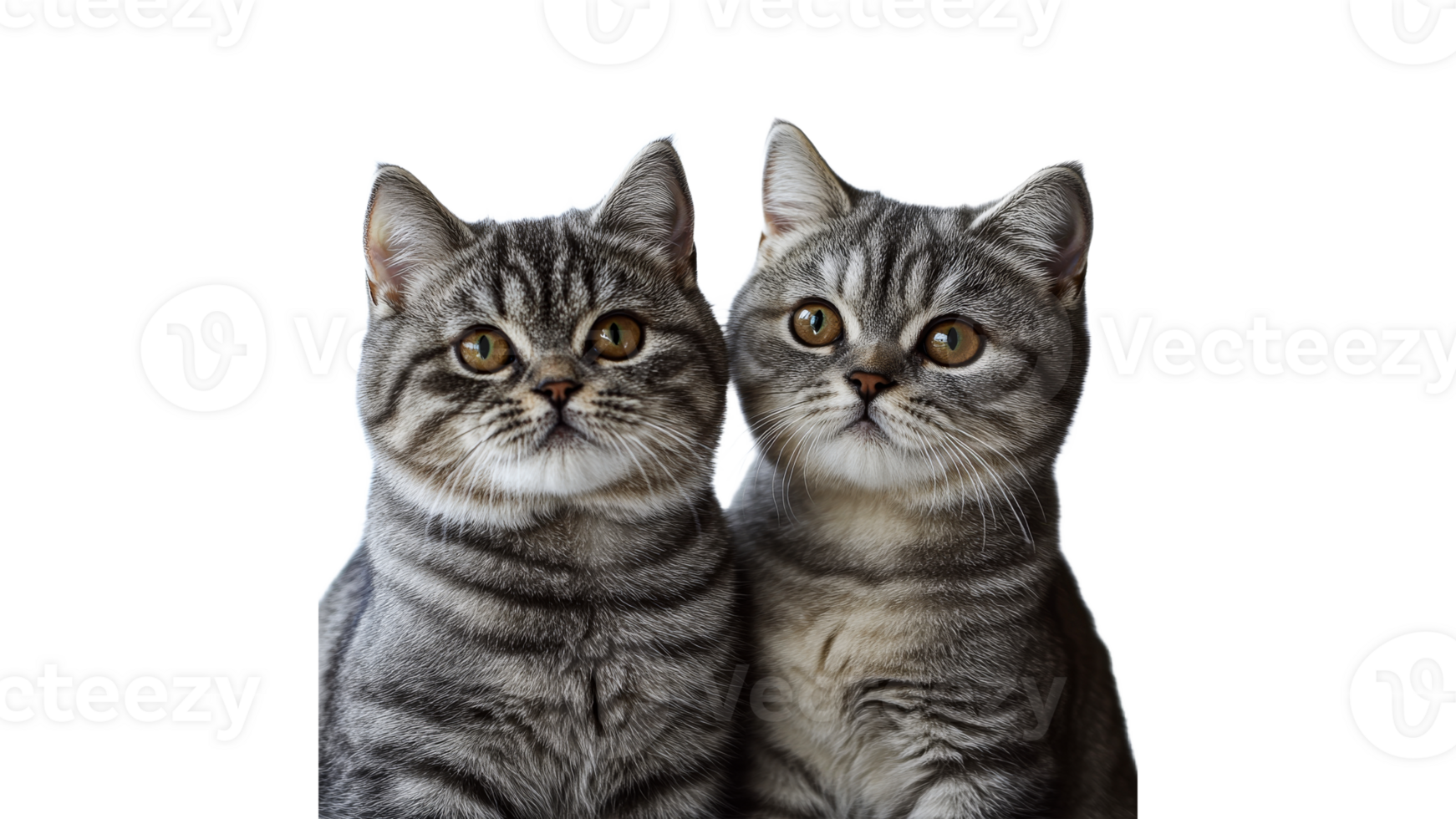 Cute cats cuddling on white png