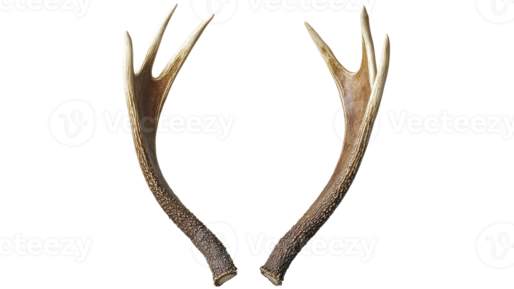 Unique pair of deer antlers displayed for viewing png