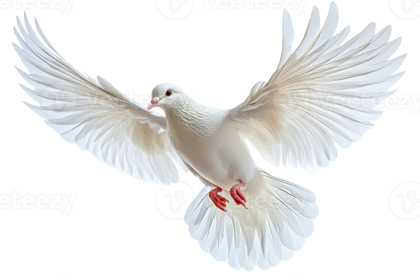 White dove in mid flight with spread wings png