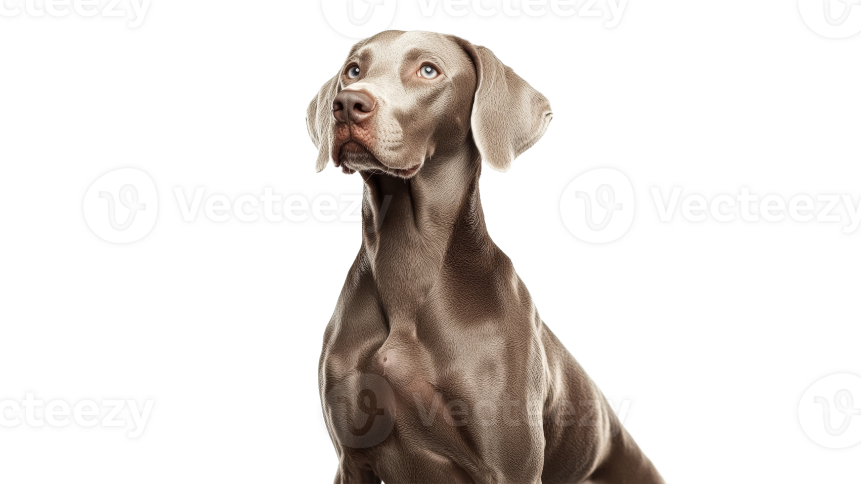 Weimaraner dog looking up with curiosity png