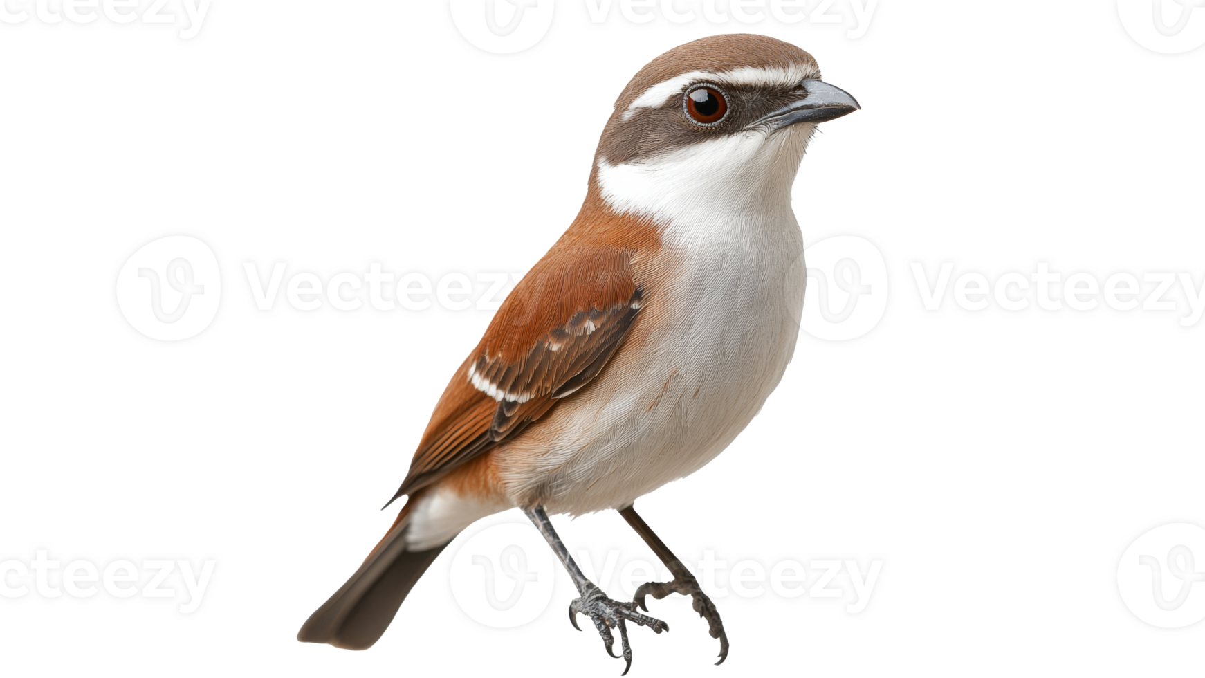 Beautiful bird perched with elegant posture png
