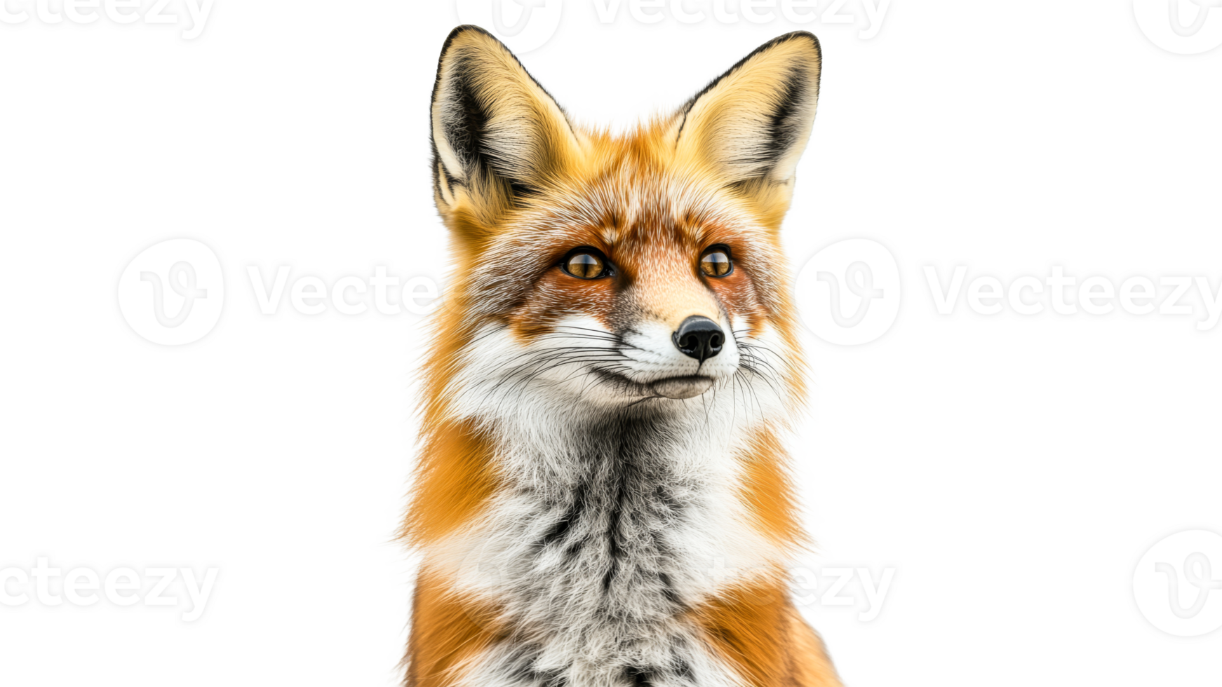 Close up of a red fox displaying vibrant fur png