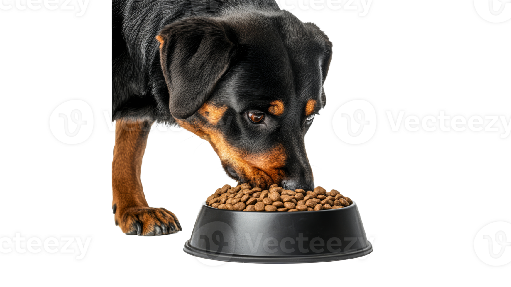 Dog enjoying a meal from a bowl png
