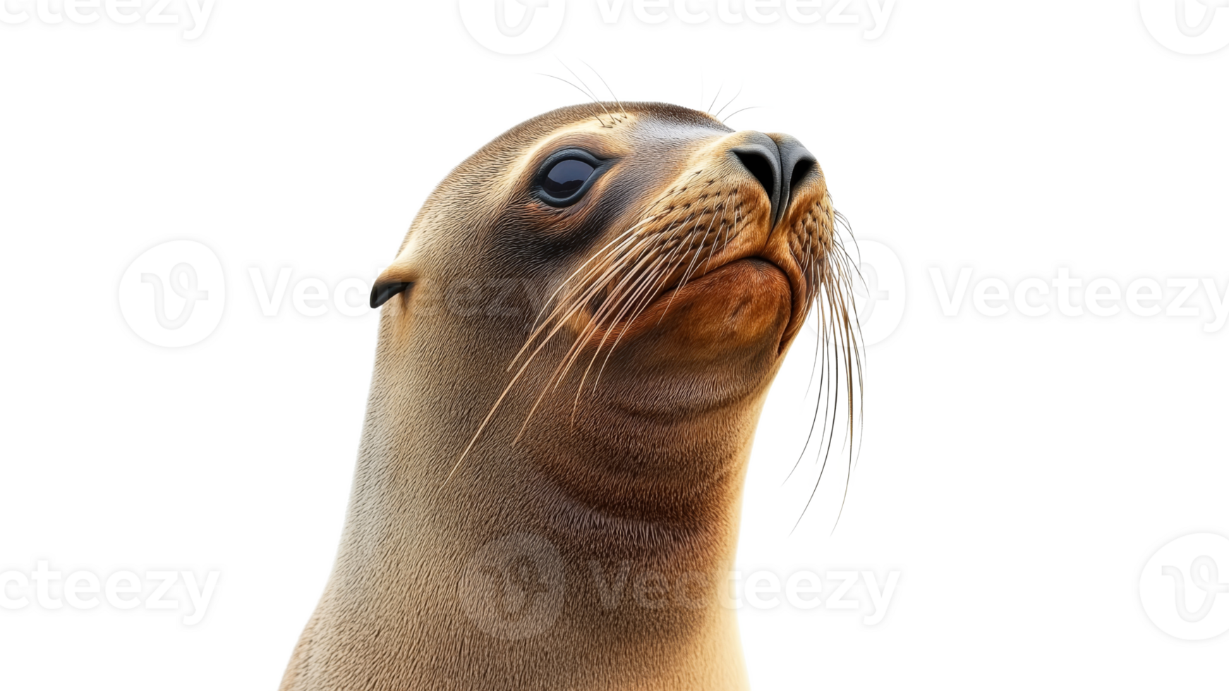 Calm seal portrait with fine details png