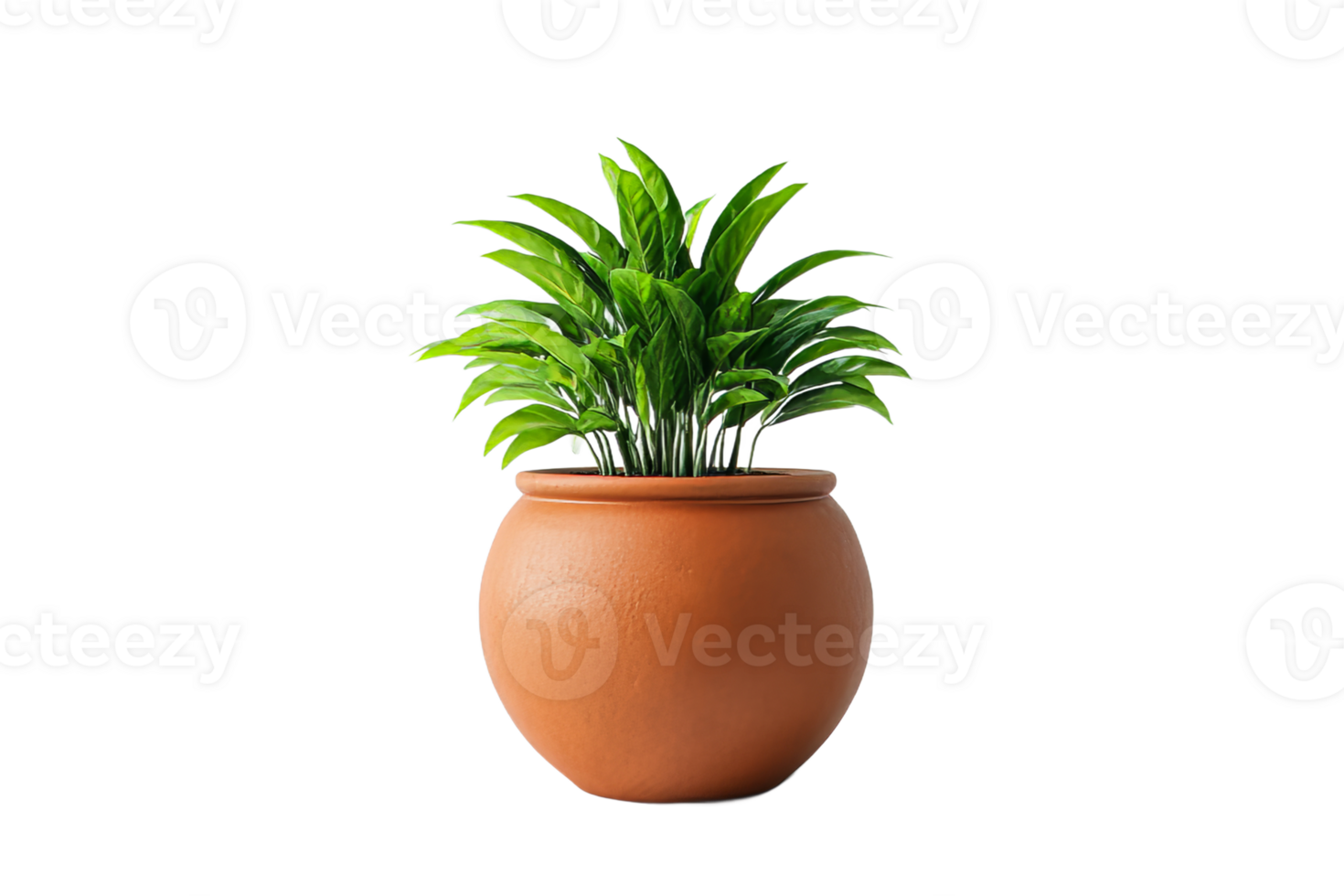 Green plant in a terracotta pot indoors png