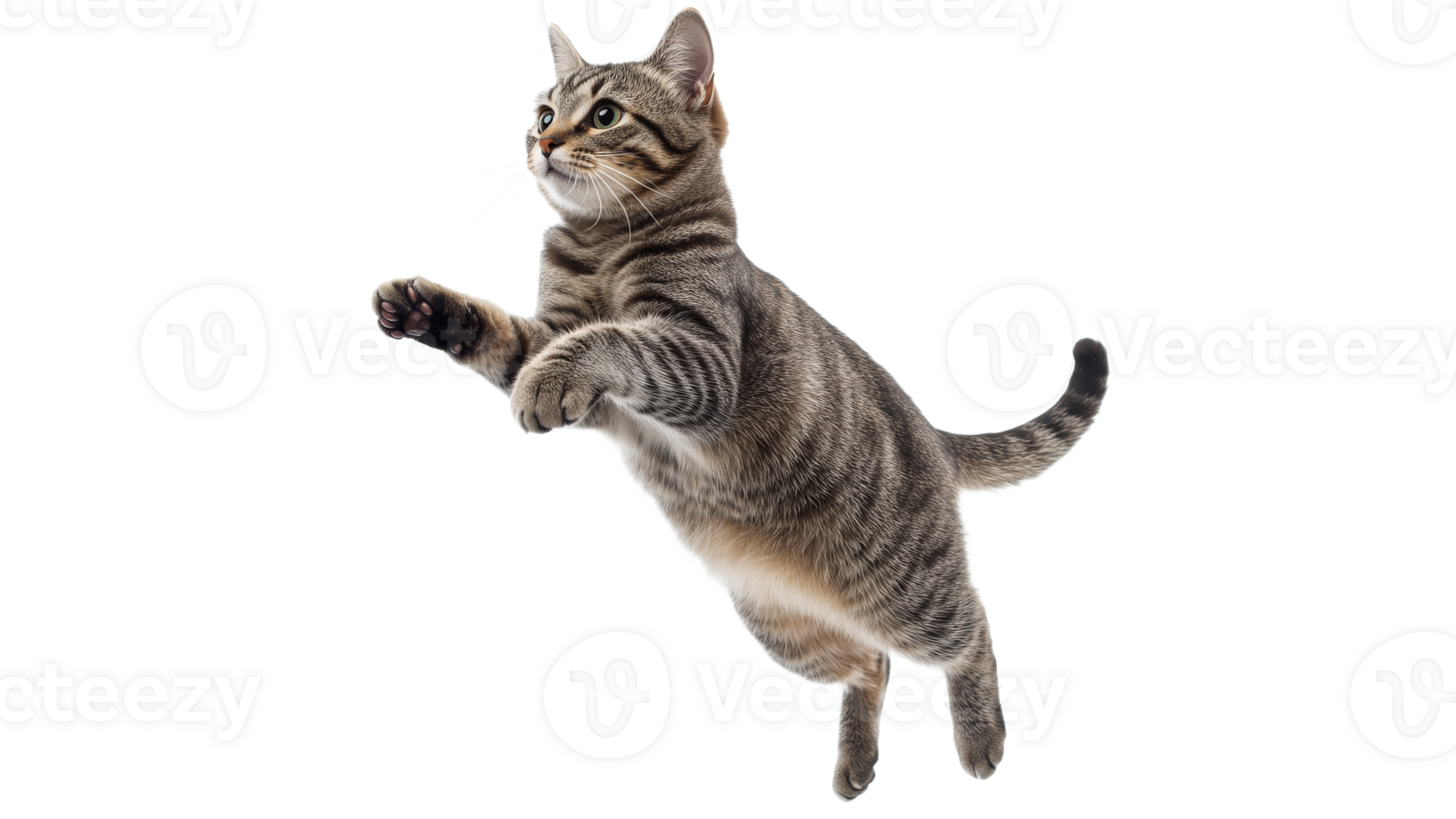 Cat leaps gracefully in midair during playtime png